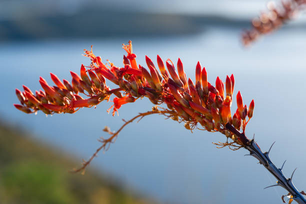 Wildflower blossoms, Refugio de Vida Silvestre Pasochoa.