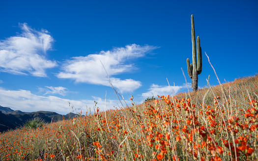 Desert globe mallow and saguaro cactus - super bloom above Roosevelt Lake