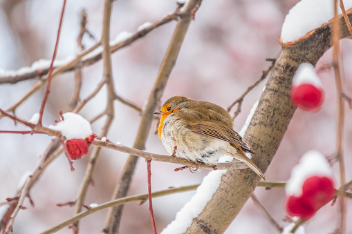 Cute bird the European Robin, Erithacus rubecula. sitting on the tree branch in winter. Beautiful song bird