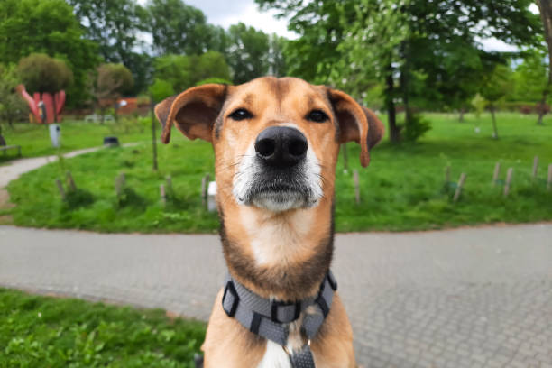 istock Funny dog looks seriously at the camera. 2150039916