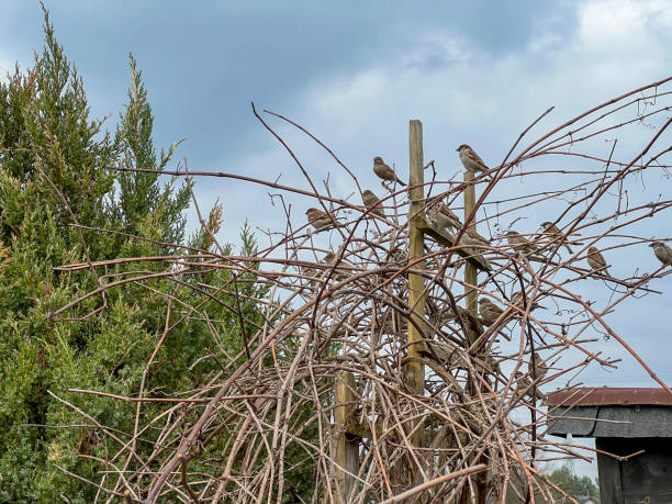 istock A group of sparrows sitting on a bush without leaves in early spring 2150040801
