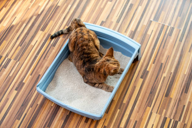 istock Domestic cat checking the new litter box 2150041460