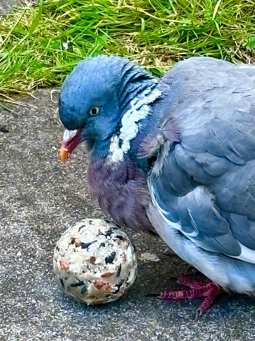 Side profile of a pigeon fledgling on the ground, a fat ball in front of it.