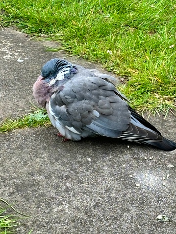 Side profile of a pigeon fledgling on the ground, its feather ruffled as it naps on a paving stone