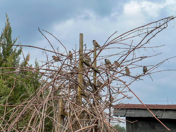 istock A group of sparrows sitting on a bush without leaves in early spring 2150041587