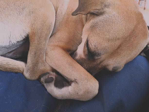 Adopted mutt dog sleeping.