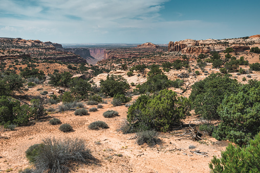 arid landscape in the canyonland