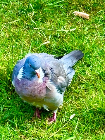 A common wood pigeon fledgling on its own standing on green grass