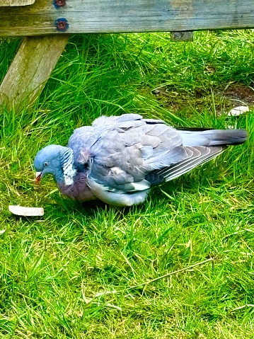 A side profile of a common wood pigeon fledgling on its own standing on green grass in front of a wooden bench picking at bread