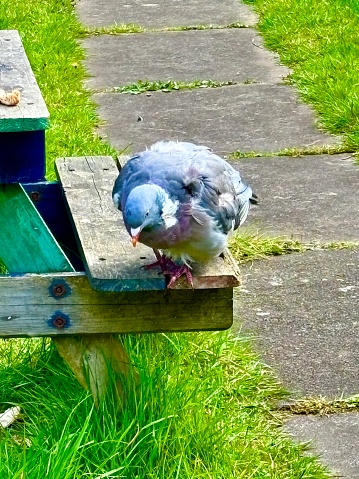 A side portrait of a common wood pigeon fledgling on its own standing on a garden bench on green grass lined by a paved footpath
