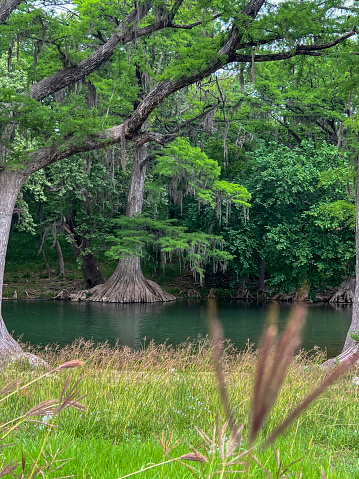 A photograph of the Guadalupe river with its bald cypress trees and Spanish moss trimmed branches and crystal clear waters.