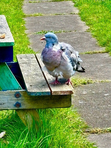 A single common wood  pigeon fledgling on a garden bench as it looks up to the food left out for the birds.