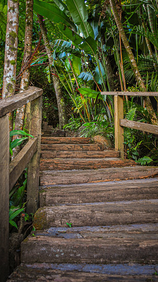 Man made walkway into a beautiful rain forest in northern Queensland. The city of Cairns, also known as the garden city.