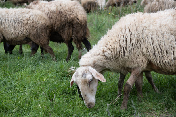 istock sheep grazing in the green field 2150045728