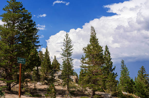 View of thin forest of pine trees that are growing at 8,000 feat elevation, signified by the elevation marker in the foreground.\n\nTaken in Sierra Nevada, California, USA