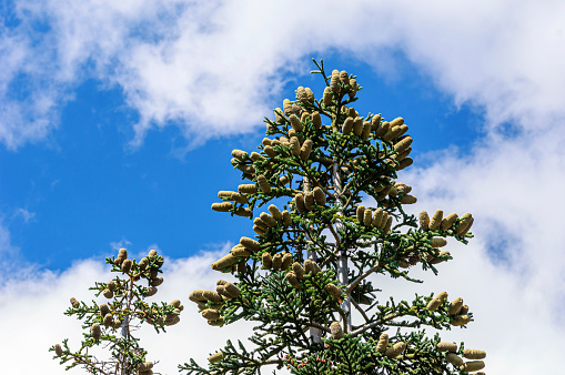 Low angle view of tall fir tree, with large upward oriented pine cones developing on the tree limbs.\n\nTaken in Bear Valley, California, USA