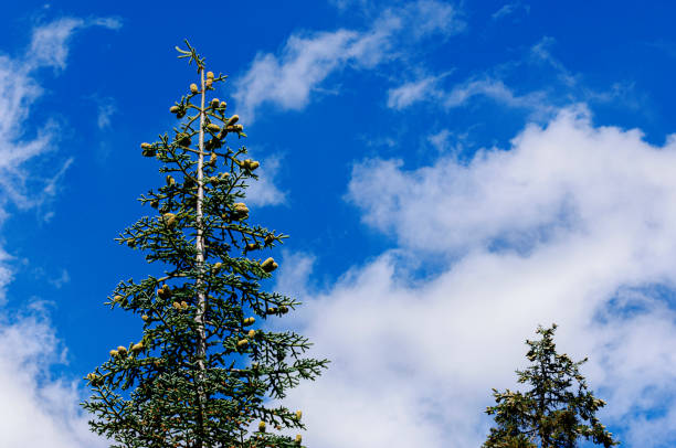 Low angle view of tall fir tree, with large upward oriented pine cones developing on the tree limbs.Taken in Bear Valley, California, USA