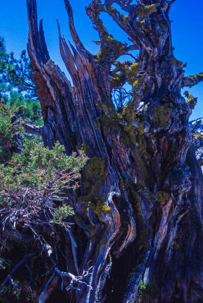Close up view of the gnarled bristlecone pine trees growing at an elevation of between 5,600 and 11,200 ft. in the Sierra Nevada.Taken in Yosemite National Park, California, USA