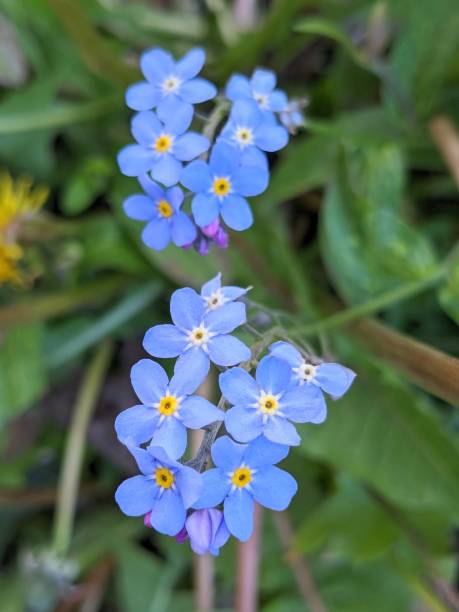 istock Blue Forget-me-not flower 2150045781