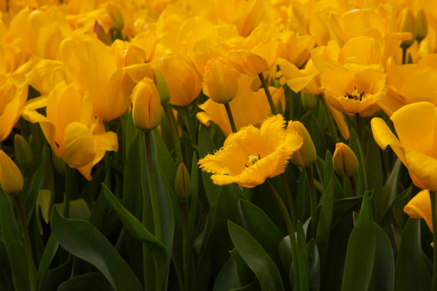 Close-up on yellow jagged tulip flowers, low side view.
