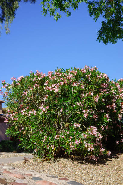 istock Blooming Pink Oleander Shrubs in Spring 2150047153
