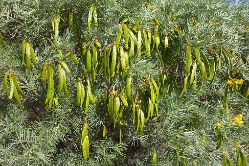 Closeup of Australian native Feathery Cassia or Sive Senna (Senna Artemisioides) with green seed pods in spring, nature background