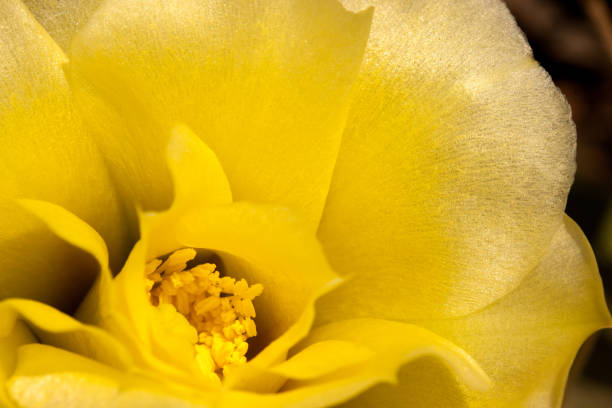prickly pear cactus flower with bee