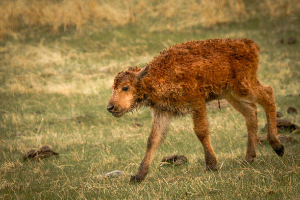 istock Newborn American Bison calf in the Rain 2150048031