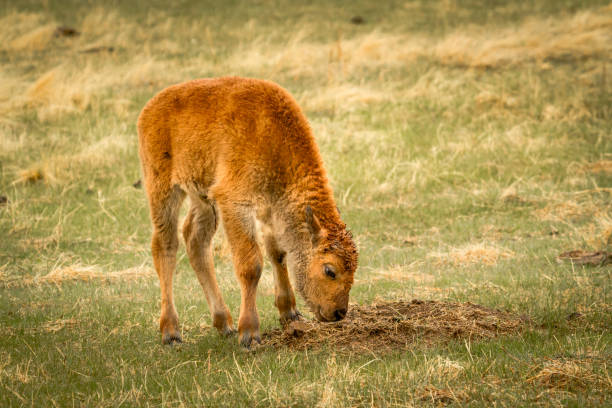 Newborn American Bison calf in the Rain