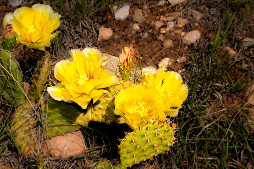 yellow prickly pear cactus flower