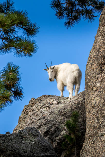 Mountain Goat standing on a Rock looking over shoulder