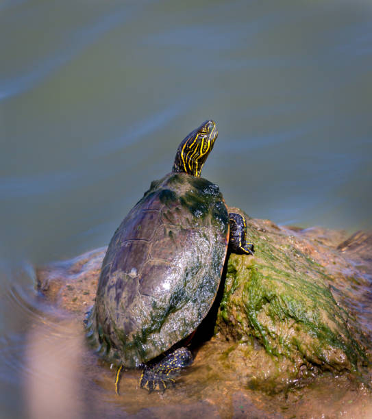istock Painted Turtle sitting on a Rock by the water 2150048047