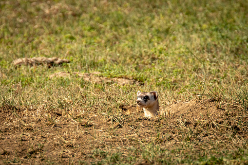 Black Footed Ferret looking out of burrow