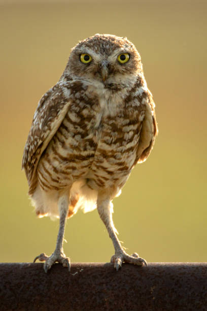 istock Burrowing Owl standing on a Pipe Rail Fence 2150048062