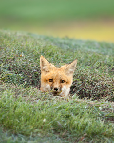 Fox Kit looking out of the Den