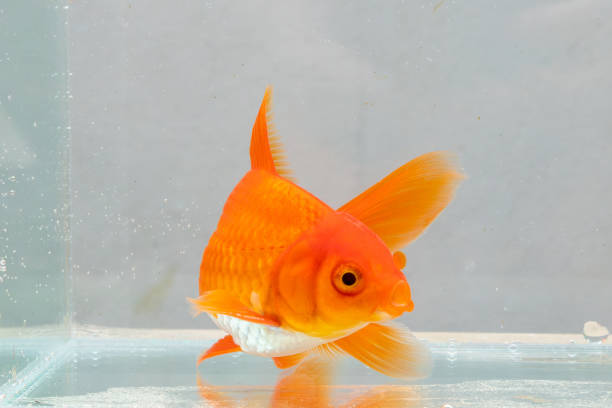 Oranda goldfish in aquarium fish tank close up