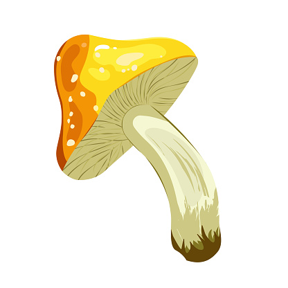 Wild mushrooms. Collection of raw forest edible and poisonous mushrooms. Assortment of poster and banner designs for gourmets, diets, cooking. Bright vector isolated icons.