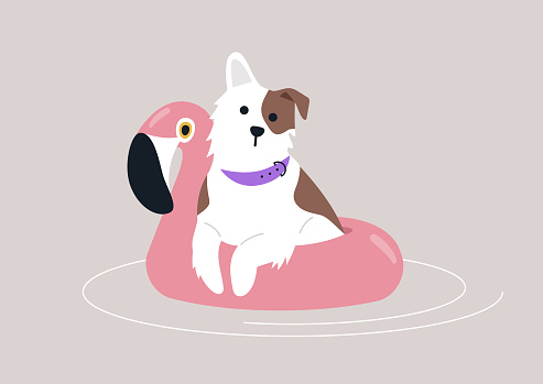 A fluffy spotted dog enjoying a swim with an inflatable flamingo life buoy, partaking in summer swimming pool party activities
