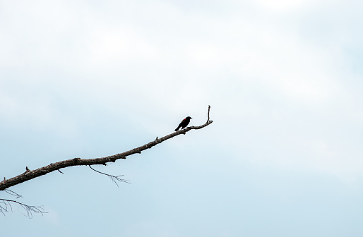 A single red winged black bird sits on a single branch up in the blue sky in Oklahoma.