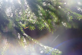 Pine branches in the morning sun