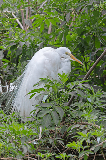 A Great Egret perched at its nest in a wetland rookery.