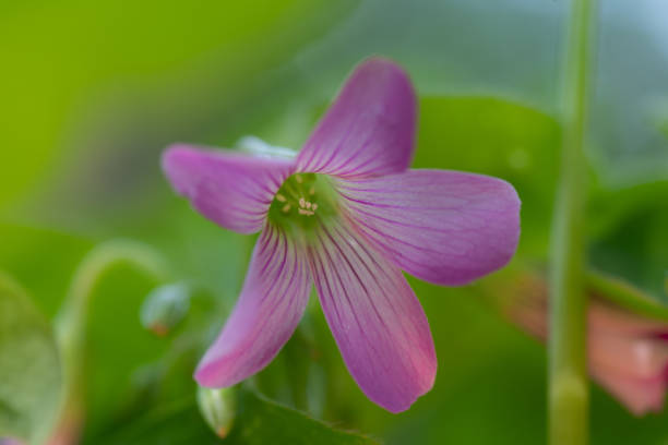 istock A pink woodsorrel flower with five petals and a green center. 2150052849