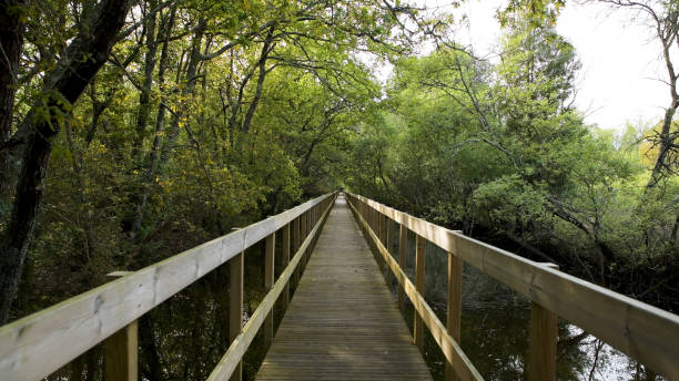 istock Wooden pathway in Lagoas de Bertiandos 2150053327