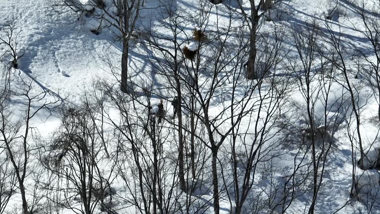 Father and Son Walk through thick snowy mountain side. Tracking zoomed aerial shot following as the pair hike up the snow covered mountain. Japan Nozawaonsen Mountains, clear winter day