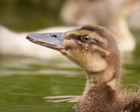 Close-up of duckling of mallard duck, fluffy duckling