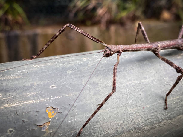itabuna, bahia / brazil - june 16, 2011: man holds the scorpion insect in the neighborhood of Jacana in the city of Itabuna.