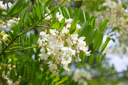 White acacia blossoms of acacia tree