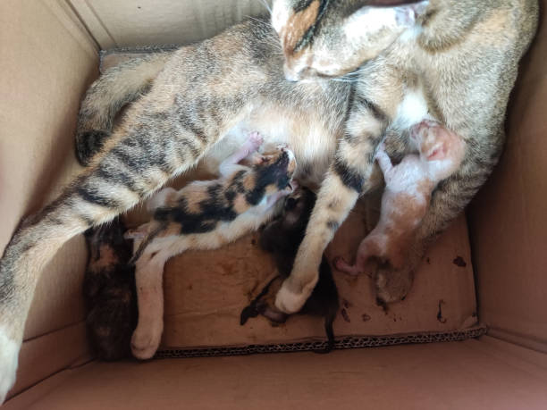 istock Newborn kittens seen nursing on their mother look so cute 2150059404