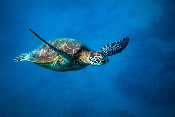 Box turtle going for a walk.