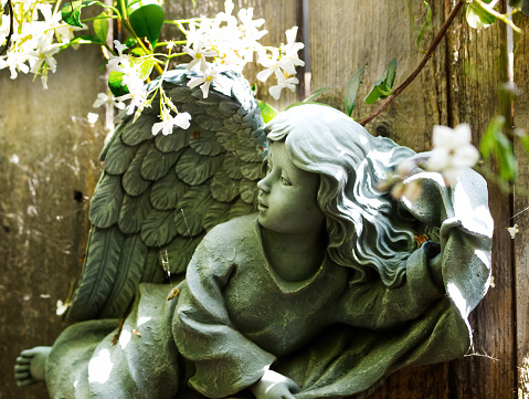 Angel Statue Next To Wooden Fence In Garden With White Flowers And Green Leaves